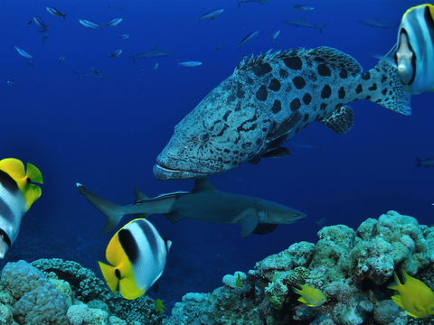 Osprey Reef - Accommodation Gladstone 0