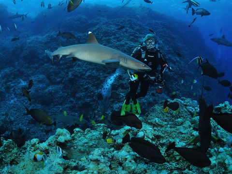 Osprey Reef - Accommodation Gladstone 1