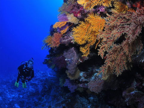 Osprey Reef - Accommodation Gladstone 2