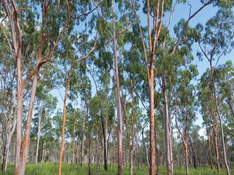 Pilliga Forest - Accommodation Gladstone 1