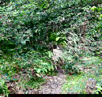 Seaforth Oval to Natural Bridge Track - Accommodation Gladstone