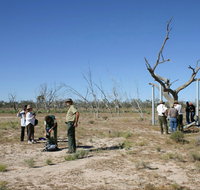 Sturt's tree walk - Accommodation Gladstone