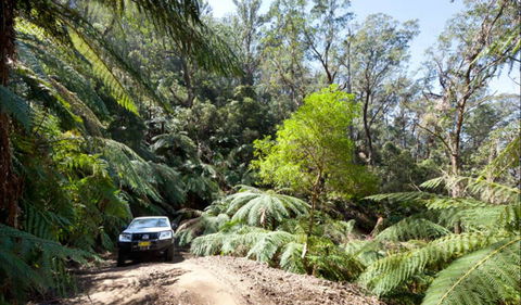 Wadbilliga Road Drive - Accommodation Gladstone 0