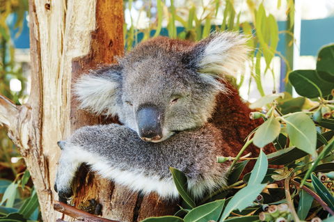 Animals And Family Fun - Accommodation Gladstone 0