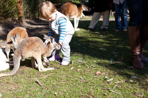 Animals And Family Fun - Accommodation Gladstone 1