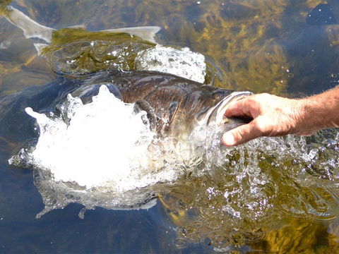 Barra Feeding - Accommodation Gladstone 1