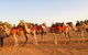 Broken Hill Camels - thumb 0