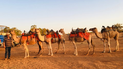 Broken Hill Camels - Accommodation Gladstone 0