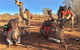 Broken Hill Camels - thumb 1