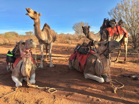 Broken Hill Camels - Accommodation Gladstone 1