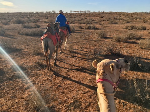 Broken Hill Camels - Accommodation Gladstone 2