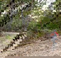 Cawleys Road trail - Accommodation Gladstone