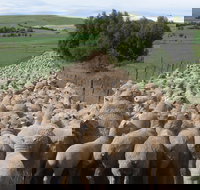 Curringa Farm - Accommodation and Farm Tours - Accommodation Gladstone