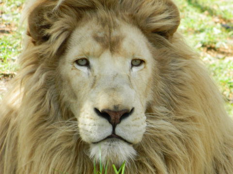 Darling Downs Zoo - Accommodation Gladstone 0