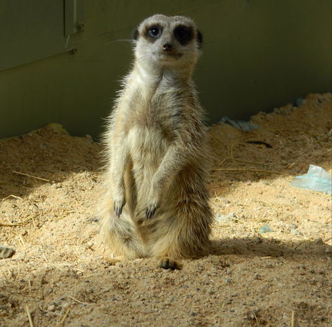 Darling Downs Zoo - Accommodation Gladstone 1
