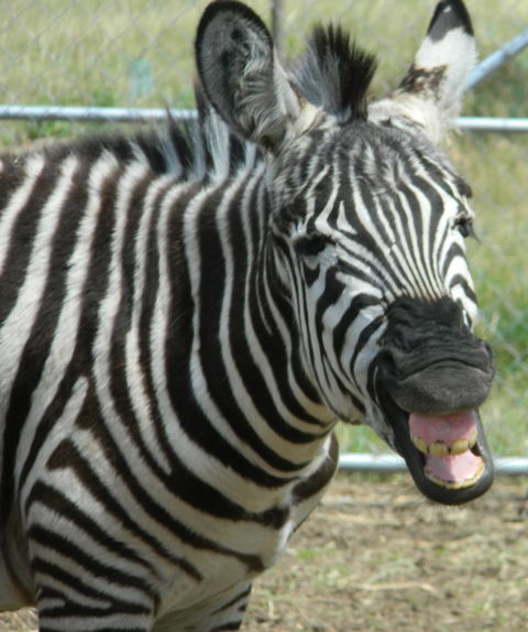 Darling Downs Zoo - Accommodation Gladstone 2