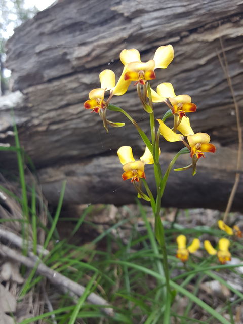 Dawn Atwell Nature Reserve - Accommodation Gladstone 0