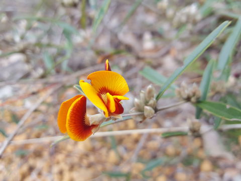 Dawn Atwell Nature Reserve - Accommodation Gladstone 1