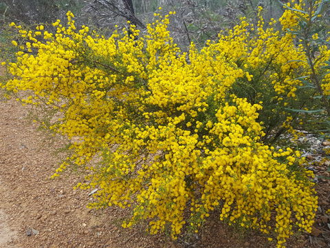 Dawn Atwell Nature Reserve - Accommodation Gladstone 2