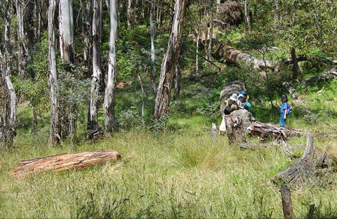 Federal Falls Walk - Accommodation Gladstone 0