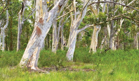 Freshwater Track - Accommodation Gladstone 0