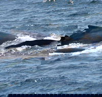 Gerringong Whale Watching Platform - Accommodation Gladstone
