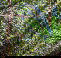 Great North walk - Palm Grove Nature Reserve - Accommodation Gladstone