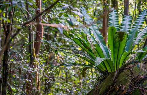 Great North Walk - Palm Grove Nature Reserve - Accommodation Gladstone 0