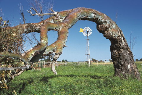 Greenough Leaning Trees - Accommodation Gladstone 0