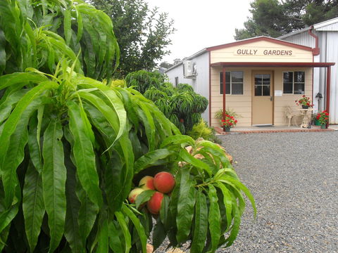 Gully Gardens - Accommodation Gladstone 0