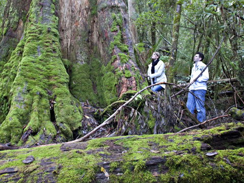 Hastings Caves And Thermal Springs - Accommodation Gladstone 2