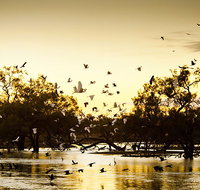Kinchega Homestead Billabong Walk - Accommodation Gladstone