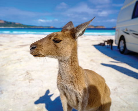 Lucky Bay - Accommodation Gladstone 0