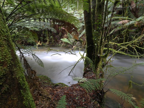 Marriotts Falls And Junee Caves - Accommodation Gladstone 0