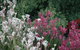 Mt Penang Gardens - thumb 2