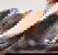 Mulligans Flat Woodland Sanctuary - Accommodation Gladstone