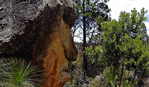 Mystery Face Walking Track - Accommodation Gladstone 0