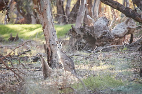 Nyah Vinifera Park - Accommodation Gladstone 0