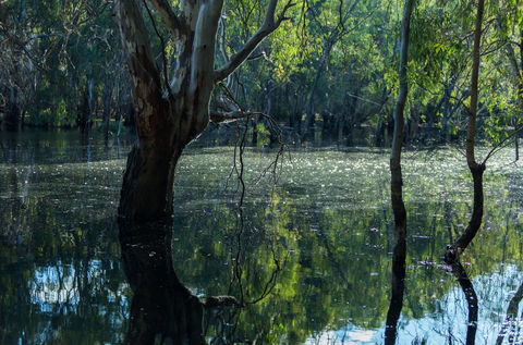 Nyah Vinifera Park - Accommodation Gladstone 2