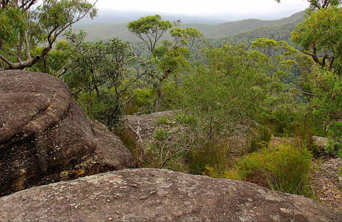 Pigeon House Mountain Didthul Walking Track - Accommodation Gladstone 0