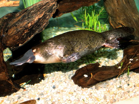 Platypus House - Accommodation Gladstone 0