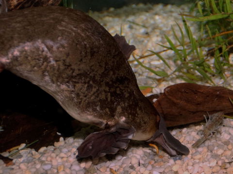 Platypus House - Accommodation Gladstone 1