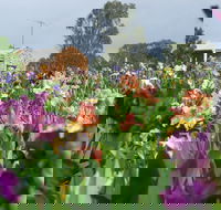 Smokin Heights Iris Display Garden - Accommodation Gladstone