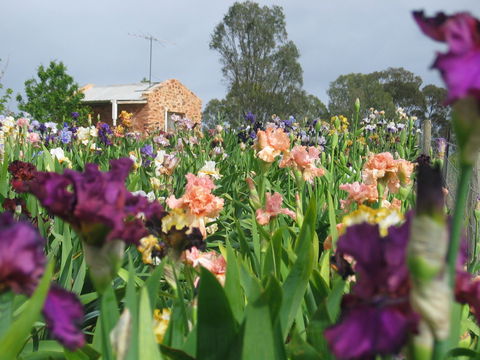Smokin Heights Iris Display Garden - Accommodation Gladstone 0