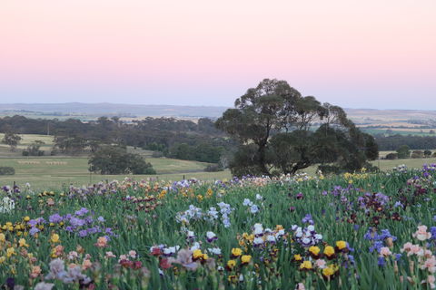Smokin Heights Iris Display Garden - Accommodation Gladstone 1