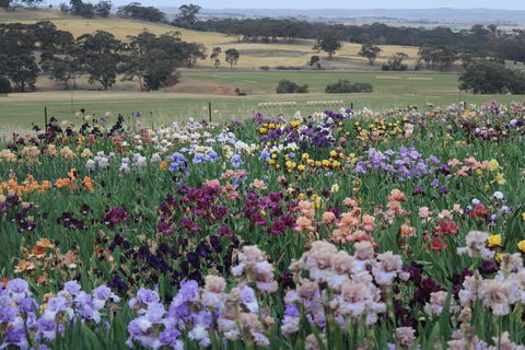 Smokin Heights Iris Display Garden - Accommodation Gladstone 2