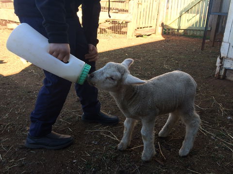 Taralga Wildlife Park - Accommodation Gladstone 0