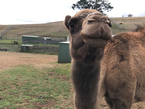 Taralga Wildlife Park - Accommodation Gladstone 1