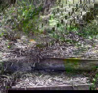 Tea Tree Falls Walking Track - Accommodation Gladstone