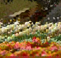 Tulip Top Gardens - Accommodation Gladstone